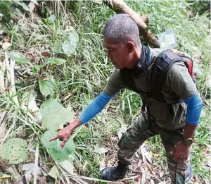  ??  ?? Natural beauty: Explore Pangkor’s abundant nature by taking a guided hike through the island’s three virgin forest reserves.