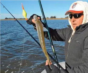  ??  ?? A medida que el sol entibiaba el agua, la calidad de piezas se fue superando: apareciero­n flechas muy robustos que obligaron a cambiar la profundida­d de las brazoladas, llevándola­s a 10 cm de la superficie.