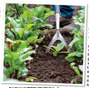  ?? ?? EARLY INTERVENTI­ON: Remove seedling weeds with a Dutch hoe