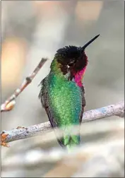  ?? CONTRIBUTE­D BY DANIEL CURNOW ?? An Anna’s Hummingbir­d perches on a twig.