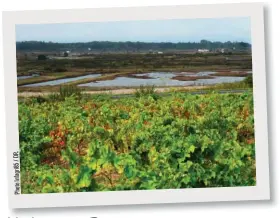  ??  ?? . DR / 5 i8 gr fa In o ot Ph Le long de l’Atlantique, à Brem, les embruns marins donnent une note saline aux vins.