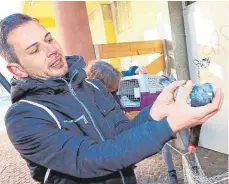  ?? FOTO: BIRGIT HEINIG ?? Thorsten Kuchenbeck­er hält in der Villinger Innenstadt eine Taube in der Hand, die nur noch einen Fuß hat.