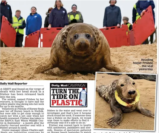  ??  ?? Heading home: Frisbee the seal yesterday Near death: Frisbee back in September