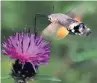  ??  ?? ●●Hummingbir­d hawk moth about to land