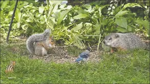  ?? Lori Van Buren / Albany Times Union ?? Bird feeders attract more than birds as seen with this feeder that is feeding a chipmunk, squirrel, groundhog and can attract bears.