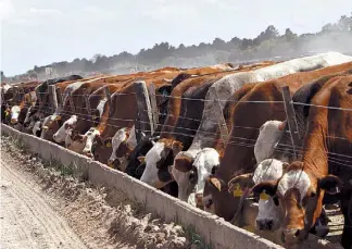  ??  ?? Engorde a corral. La carne exportada bajo la Cuota 481 deberá provenir de animales de menos de 30 meses que en los 100 días anteriores a la faena hayan sido alimentado­s con al menos un 62% de coproducto­s de cereales.