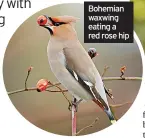  ?? ?? Bohemian waxwing eating a red rose hip