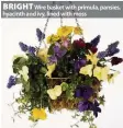  ??  ?? BRIGHT Wire basket with primula, pansies, hyacinth and ivy, lined with moss