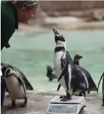  ?? AP ?? A penguin reacts with a zoo keeper as it stands on weighing scales at ZSL London Zoo on Thursday.