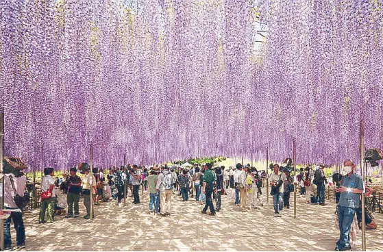  ??  ?? Hysteria over wisteria: Be enchanted by this lavender wisteria walkway.