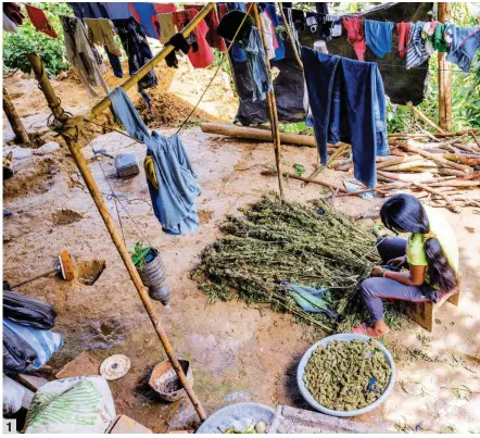  ?? FOTOS JUAN ANTONIO SÁNCHEZ ?? 1). Una mujer se dedica a peluquear moños de marihuana en la vereda Vichiquí, de Toribío. 2). Así luce una cripa que llegó a su etapa de maduración (enmoñar).