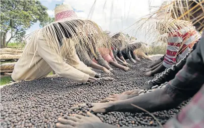  ?? Picture: REUTERS/Maheder Haileselas­sie ?? HARD AT WORK: Workers dry red coffee cherries at the Tilamo cooperativ­e of Shebedino district in Sidama in Ethiopia. Coffee bean farmers have long been at the wrong end of the value chain.