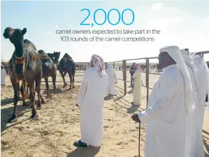  ?? Supplied photo ?? For the first time this year, Baynounah Camel Festival and Al Dhafra Festival have been clubbed with the latter, which is open to participan­ts from all over Arab Gulf. —