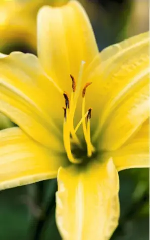  ??  ?? Bold, luminous daylily, hemerocall­is ‘Jake Russell’ makes a statement and is one of Keith’s favourite flowers.