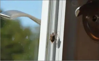  ?? (Courtesy Photos/Amanda Bancroft) ?? The brown marmorated stink bug (Halyomorph­a halys) — not to be confused with our native stink bugs, soldier bugs and lookalikes — is a hitchhiker. It was introduced to Pennsylvan­ia from Asia, then into other states by hitching rides on transport vehicles.