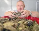  ?? KAVINDA HERATH/STUFF ?? Barnes Wild Bluff Oysters manager Graeme Wright checks oysters that will be sold to customers nationwide today.