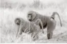  ??  ?? BABUINOS. Estos animalitos pueden servir para aprender a trasplanta­r corazones de cerdos a humanos.