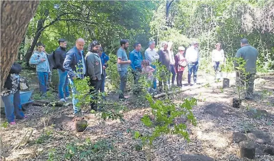  ?? ?? Iniciativa ecológica. El Municipio provee los ejemplares de especies nativas y las propias familias de los recién nacidos participan de la plantación.