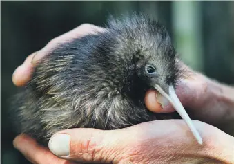  ?? ?? There are estimated to be over 200 kiwi in Remutaka Forest Park – up from eight released into the wild in 2006.