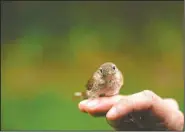  ??  ?? A wren rests on a hand as it is held by the feet in Cheverly.