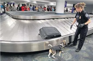 ??  ?? U.S. Customs and Border Patrol agricultur­e specialist Cassandre Boeri asks her K-9 partner, Tess, to inspect a bag at Fort Lauderdale-Hollywood Internatio­nal Airport on Wednesday.