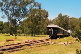  ??  ?? From top: Wildlife-watching; deluxe suites come With a lounge and en-suite bathroom; meals are served amid the charming victorian atmosphere of the dining cars