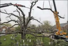  ?? SETH WENIG — THE ASSOCIATED PRESS ?? A large branch is lifted away from an oak tree in Basking Ridge, N.J., Monday. A white oak tree that has watched over a New Jersey community and a church for hundreds of years began its final bow Monday as crews began its removal.