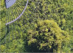  ??  ?? Use a wire rake to remove moss and debris from the lawn before mowing