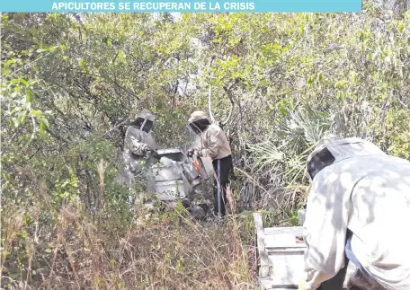  ??  ?? Apicultore­s nucleados en la Asociación Eirete Pantanal en plena cosecha de miel, catalogada como una de las mejores en calidad y sabor de nuestro país.