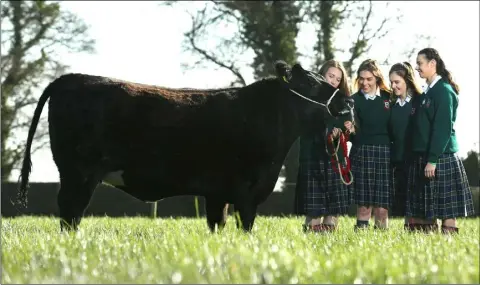  ?? PHOTO FINBARR O’ROURKE ?? Shauna Jager, Eithne Murray, Tara Frehill and Emily Browne, from Our Lady’s School, Terenure were last week named as the national winners of the Certified Irish Angus Beef schools competitio­n.
The group reared five Irish Angus Cross calves for 18...