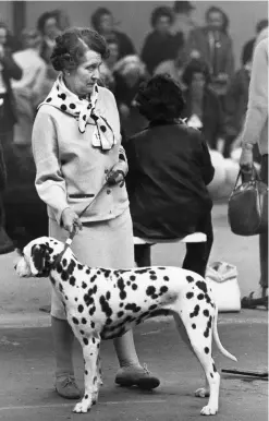  ??  ?? Dalmatian, Manchester Dog Show, 1966