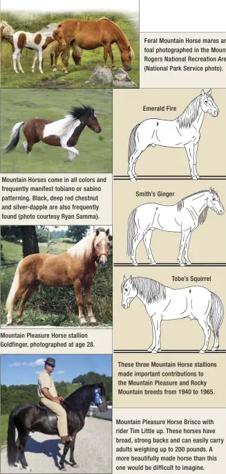  ??  ?? Mountain Horses come in all colors and frequently manifest tobiano or sabino patterning. Black, deep red chestnut and silver-dapple are also frequently found (photo courtesy Ryan Samma). Mountain Pleasure Horse stallion Goldfinger, photograph­ed at age...