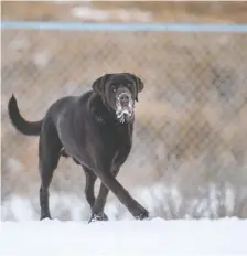  ?? LIAM RICHARDS ?? Council is going to take another look at the number of dogs people can take to off-leash parks, including Avalon Dog Park, above.