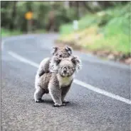  ?? @olmospatri­cia: Life on the road in Cape Otway Lighthouse, Australia. Want to be featured? E-mail us: photos.guardian20@gmail.com ??