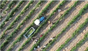  ?? ?? an aerial view showing workers in a vineyard harvesting grapes in Patrimonio on the French Mediterran­ean island of Corsica.