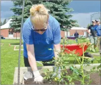  ?? NEWS PHOTO MO CRANKER ?? Sandra Bergdahl plants some tomatoes Saturday afternoon near Southview Community School.