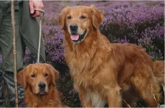  ?? ?? Golden retrievers are one of the world’s most popular breeds, and can also make brilliant gundogs