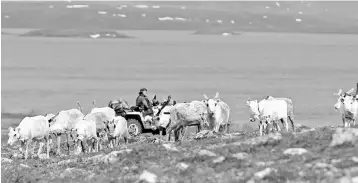 ??  ?? Sami reindeer herder Nils Mathis Sara, 60, drives his ATV as he follows a herd of reindeer on the Finnmark Plateau, Norway. Norway’s decision on the copper mine has been viewed as a litmus test for the Arctic, where climate change and technology are enabling mineral and energy extraction, shipping and tourism, but threatenin­g traditiona­l ways of life. — Reuters photo