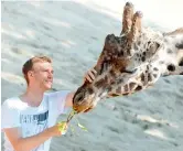  ??  ?? 2. Penguin waddle through the Hanover Zoo.
3. Footballer Per Mertesacke­r feeds giraffe Juji at the Hanover Zoo.