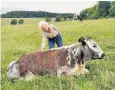  ??  ?? Mary Berry corrals an amorous Longhorn bull in the episode of Countryfil­e