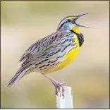  ?? (Submitted photo/Terry Stanfill) ?? A meadowlark sings atop a fencepost on Feb. 26, 2019, near Gentry.