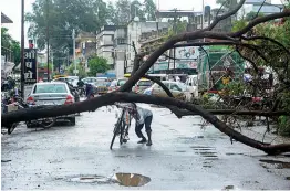  ?? — PTI ?? A cyclist attempts to walk past a fallen tree following heavy monsoon rain in Karad, Maharashtr­a, on Monday.