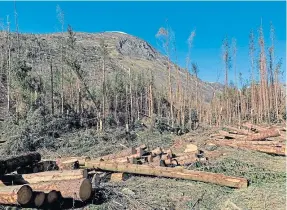  ?? ?? The trees of Glen Doll bear the scars of last winter’s devastatin­g storms.