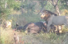  ??  ?? TUCKING IN: Lions enjoy their fresh kill of buffalo.