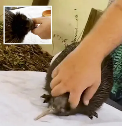  ?? PHOTO: SUPPLIED ?? Brightly lit . . . A video grab shows kiwi Paora being handled by visitors at Miami Zoo.