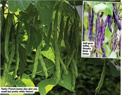  ?? ?? Tasty: French beans also give you small but pretty white flowers
Indi-grow Edible Royalty Bush beans