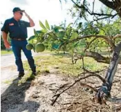  ?? JOE BURBANK /ORLANDO SENTINEL ?? Glenn Beck, co-owner and president of Beck Brothers Citrus, inspects a greening-stricken tree at the family grove in Windermere on Tuesday.