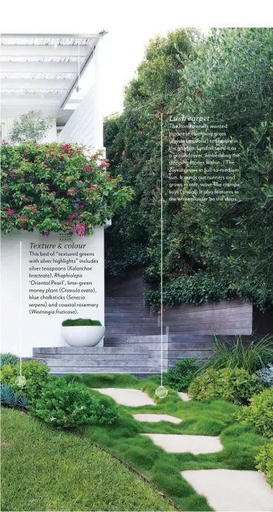  ??  ?? Texture &amp; colour This bed of “textured greens with silver highlights” includes silver teaspoons ( Kalanchoe bracteata), Rhaphiolep­is ‘Oriental Pearl’, lime-green money plant ( Crassula ovata), blue chalkstick­s ( Senecio serpens) and coastal rosemary ( Westringia fruticosa). Lush carpet The homeowners wanted Japanese clumping grass( Zoysia tenuifolia) to feature in the garden. Lyndall used it as a groundcove­r, embedding the stepping stones within. “The Zoysia grows in full-to-medium sun. It sends out runners and grows in soft, wave-like clumps,” says Lyndall. It also features in the white planter on the steps.