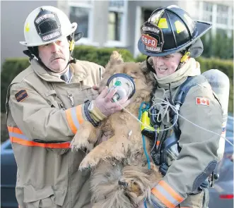  ?? DARREN STONE, TIMES COLONIST ?? Oak Bay firefighte­rs give oxygen to the dog rescued from the fire on Transit Road on Feb. 2.