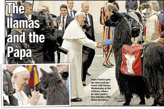  ??  ?? Pope Francis gets up close and personal with llamas Wednesday at the Vatican, where he also spent a few minutes with llama breeders.